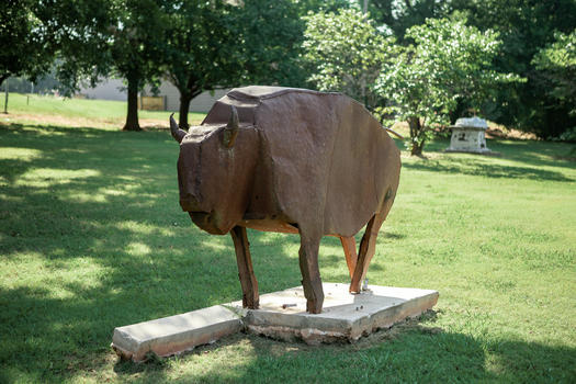 buffalo